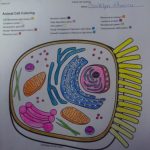 Animal cell coloring pdf function answer key