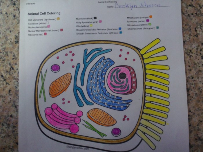 Animal cell coloring pdf function answer key