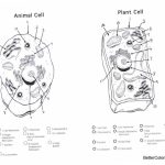 Coloring pages of plant and animal cells