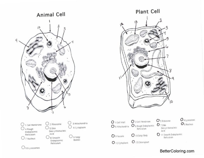 Animal vs plant cell coloring page