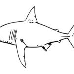 Animal faces coloring pages shark