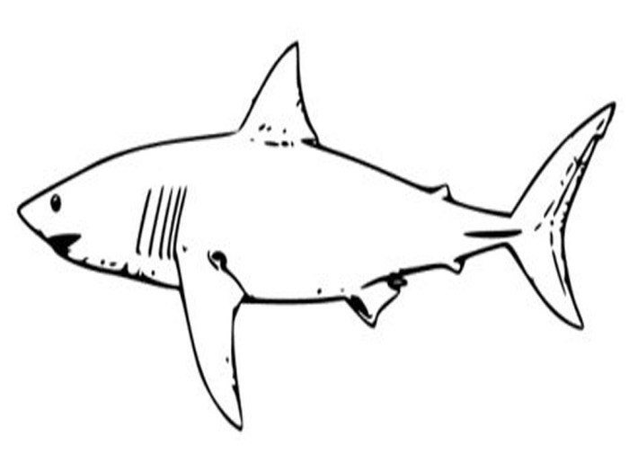 Animal faces coloring pages shark