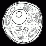 Animal cell model coloring page