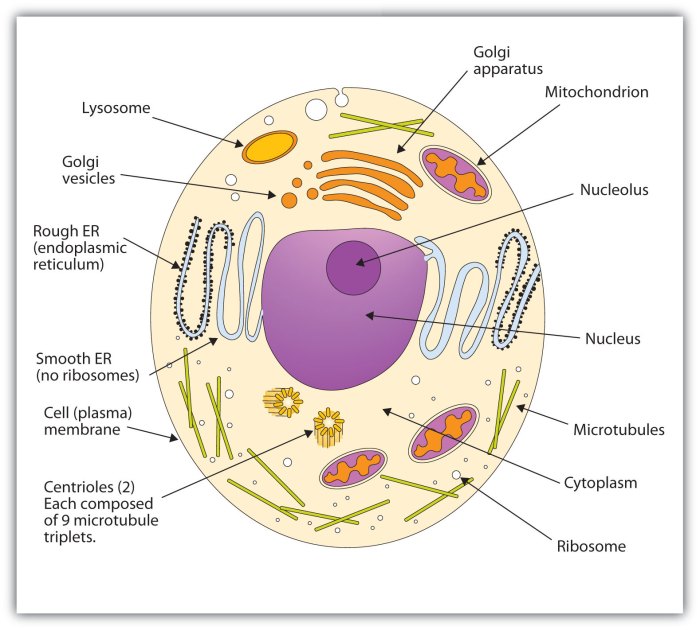 Coloring animal cell popular pages