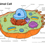 Animal cell diagram coloring sheet pg 17