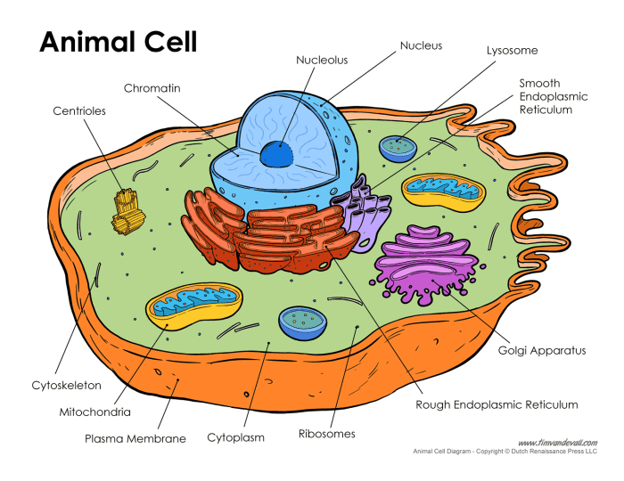 Animal cell diagram coloring sheet pg 17