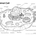 Labeled animal cell coloring