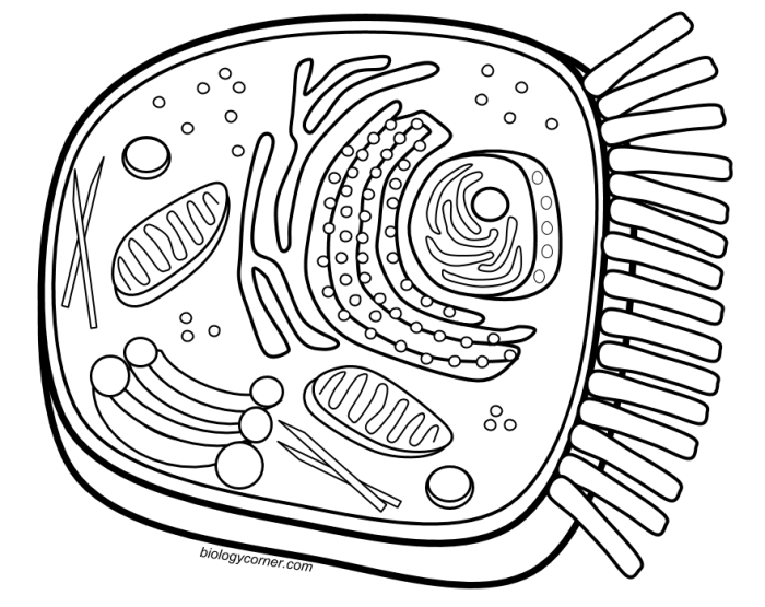 Coloring plant and animal cell worksheet