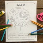 Animal cell coloring activity