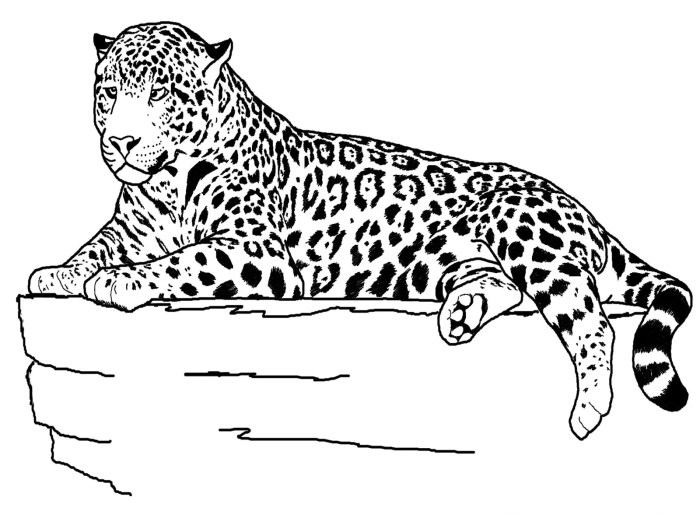 Animal coloring pages without pattern