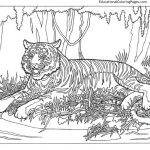 Animal coloring sheets for teens