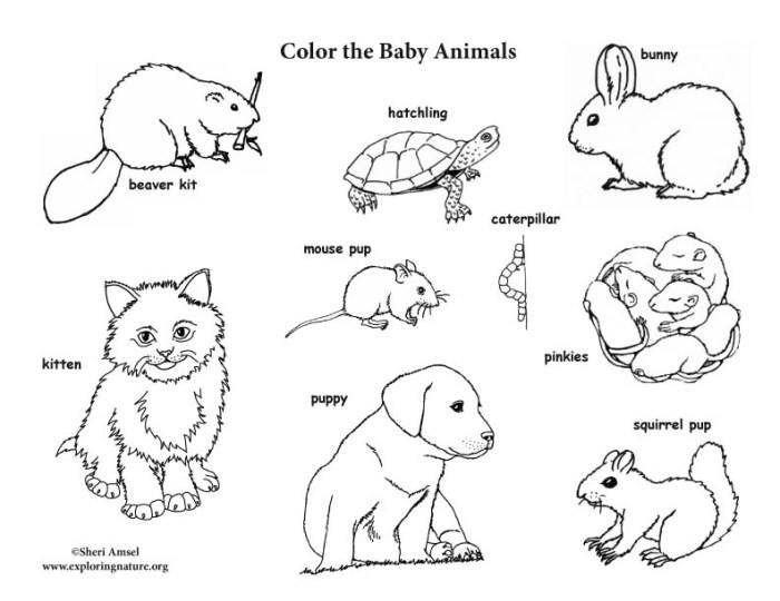 Animated baby animal coloring pages