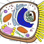 Biology coloring page animal cell