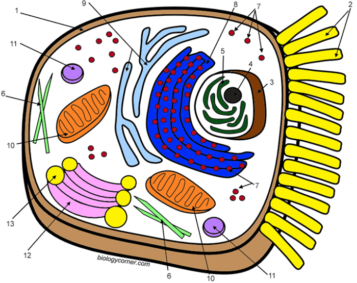 Animal cell coloring key page 30