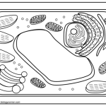 Coloring the cell: animal and plant