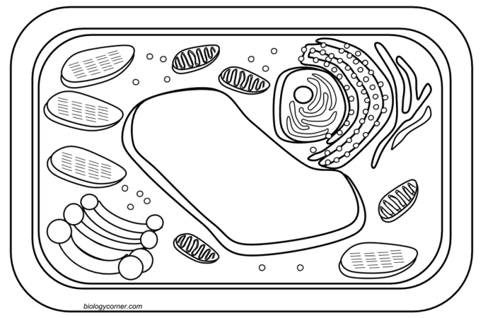 Coloring plant and animal cell worksheet