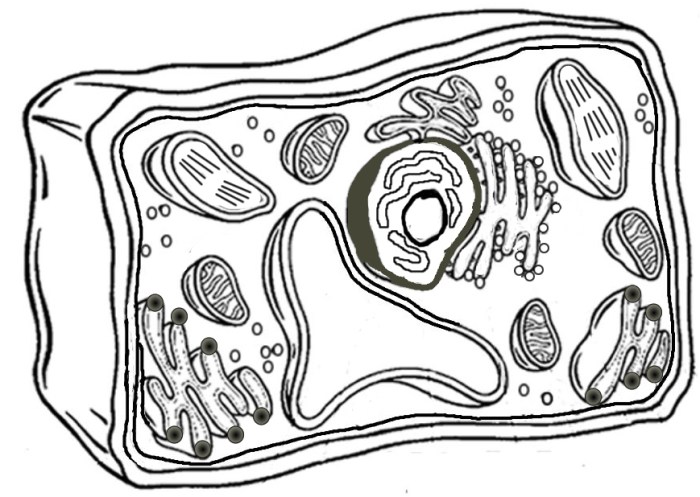 Animal vs plant cell coloring page