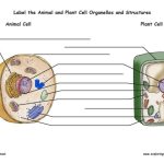 Coloring plant and animal cell worksheet