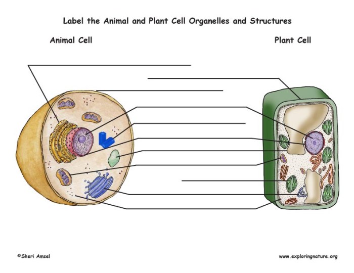 Coloring plant and animal cell worksheet