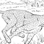 Free animal taxonomy coloring pages printable