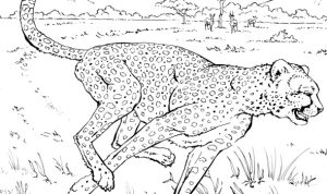 Free animal taxonomy coloring pages printable