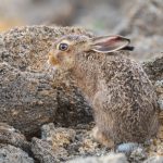 Animal coloring that protects from the sun