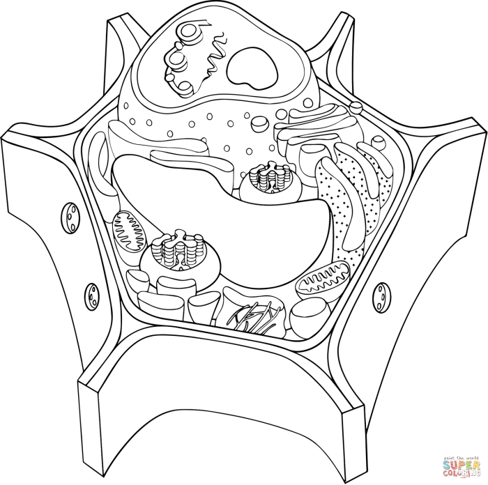 Animal and plant coloring worksheet