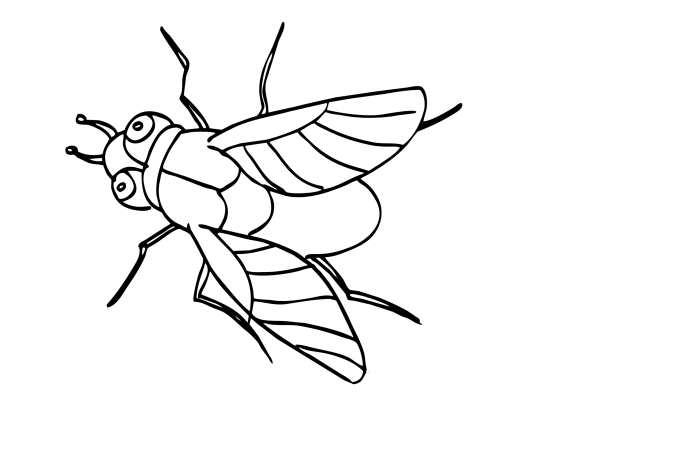 Animals that fly coloring sheet