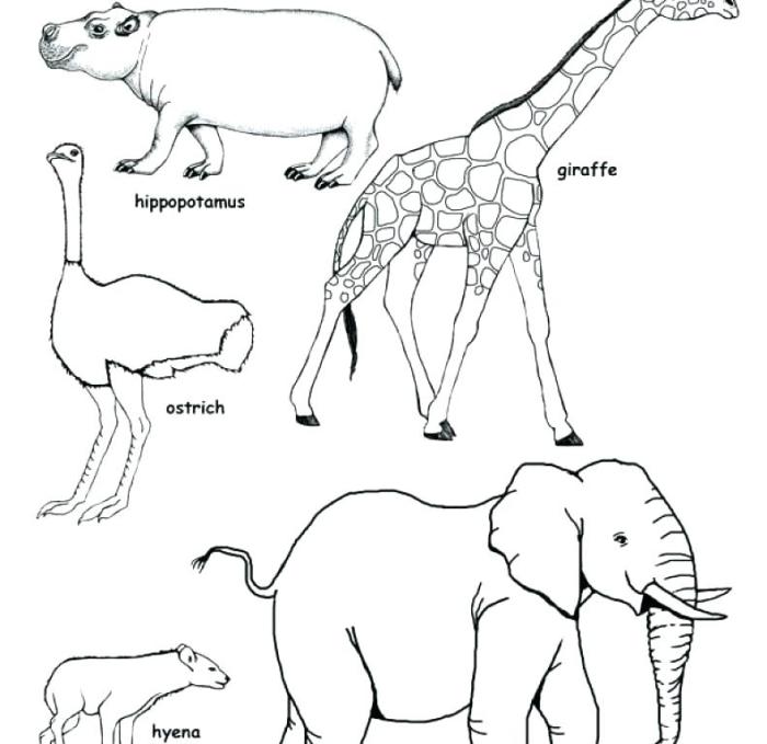 Animals of the african savanna coloring page