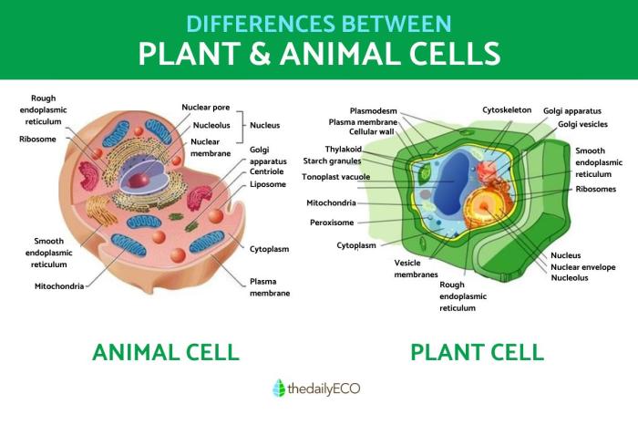 Coloring the cell: animal and plant