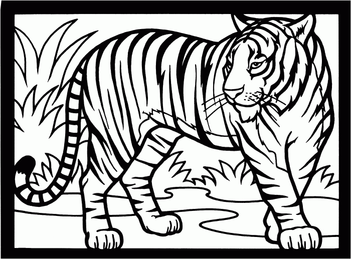 Animal coloring page tiger