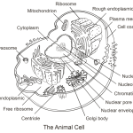 Animal cell worksheet coloring