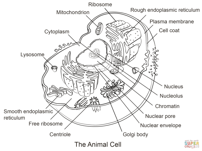 Animal and plant cell coloring worksheet pdf