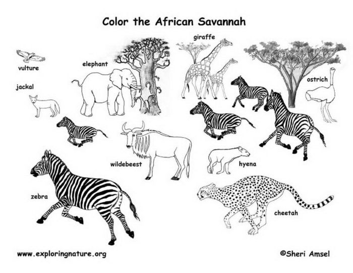 Animal safari coloring page